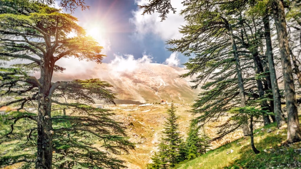 برنامج الإرث الأخضر