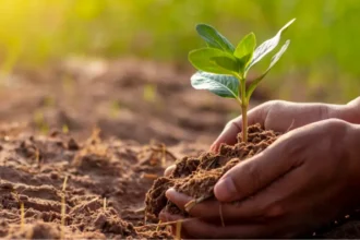 Les projets d'héritage vert les plus importants de QNET au Moyen-Orient et en Afrique du Nord