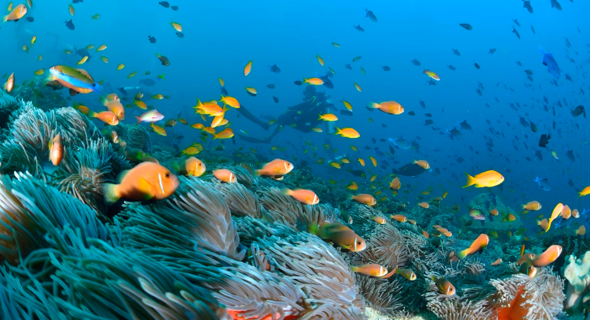 À la découverte des Maldives