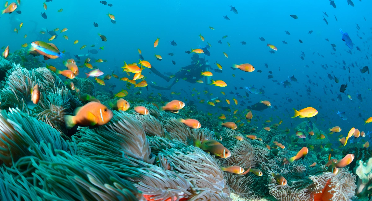 اكتشاف جزر المالديف: جنة استوائية في انتظارك 3 اكتشاف جزر المالديف