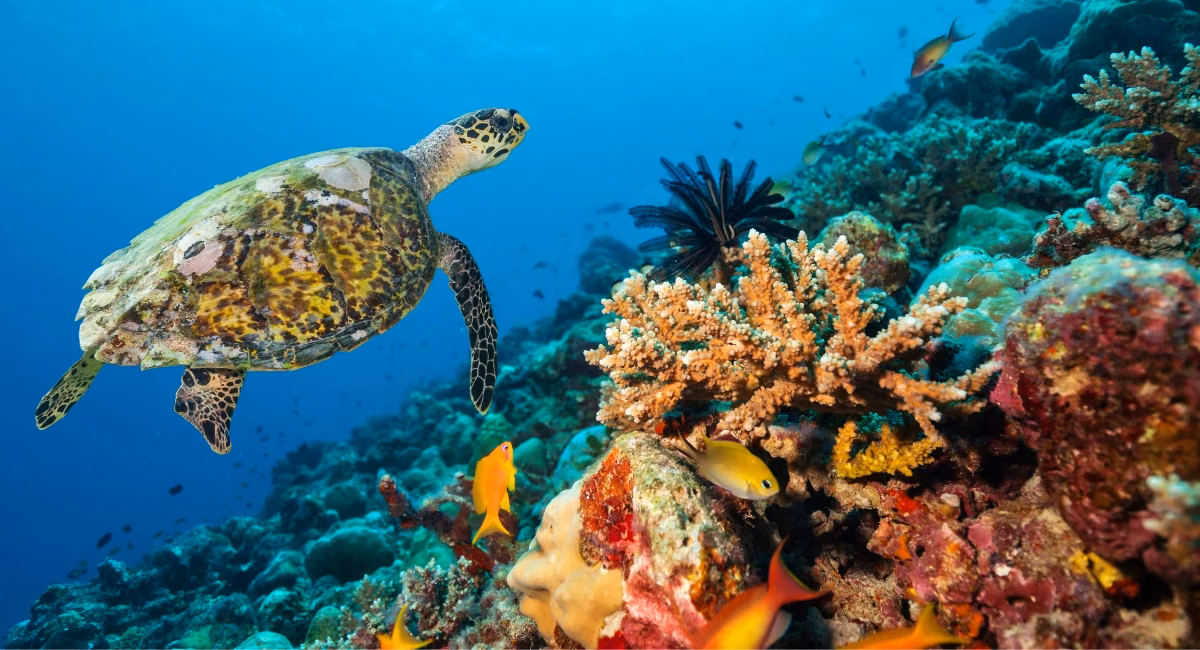 À la découverte des Maldives : un paradis tropical qui vous attend