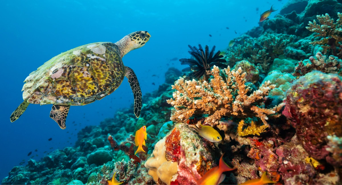 اكتشاف جزر المالديف: جنة استوائية في انتظارك 2 194